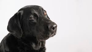 C'est l'une des 46 parties de la prophétie. Rever De Chien Noir En Signification Des Reves En Islam Facebook