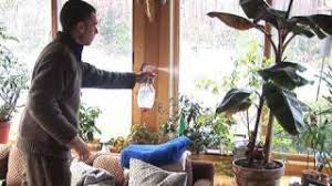 When you water a plant, you pour water or liquid feed into the soil, which then makes succulents and cacti are two examples of indoor plants from hot places that don't like humidity, and therefore should never be misted. How To Mist Your Houseplants Youtube