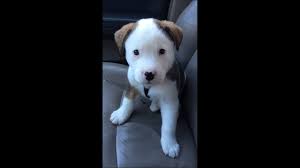 We did not find results for: Do Dogs Get Hiccups Barking Royalty