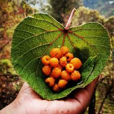 Image result for Rubus ellipticus