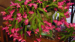 Hoffman organic cactus and succulent soil. Caring For A Christmas Cactus