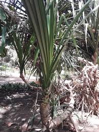 Image result for Pandanus candelabrum