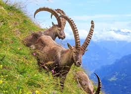 Image result for ibex