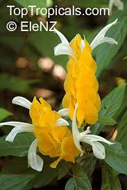 Image result for Justicia sp. A cf. engleriana