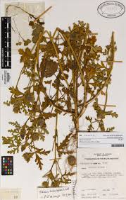 Image result for Hibiscus tridactylites