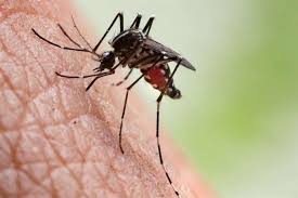 Sitma Nedir Belirtileri Nelerdir Goruntuler Ile Tropikal Saglik Afrika