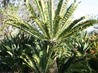 Image result for Encephalartos umbeluziensis