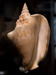 Image result for Stomatanthes