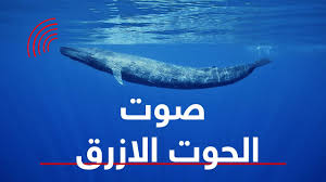 كشف حقيقة صوت الحوت الازرق هل هو حقيقي فعلا Youtube