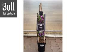 We did not find results for: Clematis Prince William Pbr Tuincentrum Bull