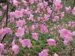Spring Comes Early With 8220 Cornell Pink 8221 Rhododendron Rhododendron Winter Garden Spring Blooms
