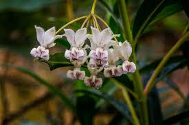 Image result for Sisyranthus imberbis