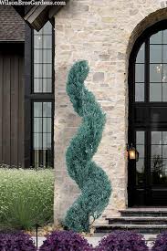 Image result for spiral cut juniper trees