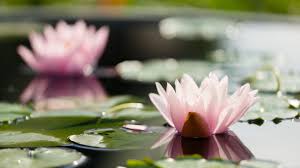 Maybe you would like to learn more about one of these? Flowers Of Monet At Garfield Park Conservatory Bring Artist S Vision To Life Chicago News Wttw