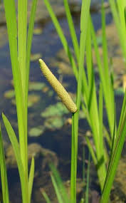 Kalmus Heilkraft Aus Dem Sumpf Pflanzen Teichpflanzen Wasserpflanzen