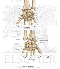 The term carpus is derived from the latin carpus and the greek καρπός (karpós), meaning wrist. Carpal Bones