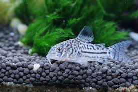 Care Guide For Cory Catfish The Perfect Community Bottom Dweller Cory Catfish Tropical Freshwater Fish Baby Catfish
