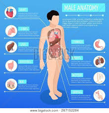 Start studying male internal organs. Male Anatomy Vector Photo Free Trial Bigstock