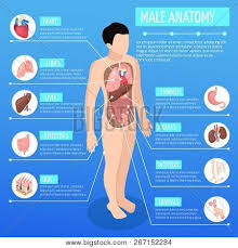 Near the border of the pubic sypmphysis the bilateral crura continue as the corpora cavernosa throughout the body of the penis. Male Anatomy Vector Photo Free Trial Bigstock