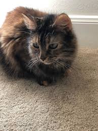 Can't reach someone in texas? Cat For Adoption Stella A Maine Coon In Houston Tx Petfinder