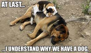 Enjoy the funniest images, gifs and videos you love, and share them all with friends, family, and the world on funny cat memes. Check Out These Funny Cat Memes To Help You Through Quarantine Film Daily