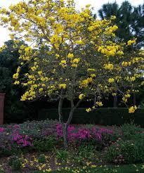 Tabebuia Tree Tree Yard Landscaping Landscape