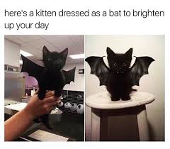 27 Spooky Memes That Will Only Be Funny If You Re Obsessed With Halloween Cute Animals Cute Baby Animals Funny Cat Memes