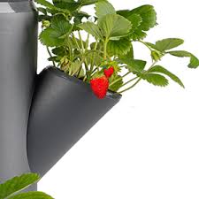 Top qualität auf alle erdbeersorten garantiert! Sissi Strawberry Classic Weiss Pflanzgefass Topf Pflanzturm Hochbeet Fur Erdbeeren Fur Balkon Garten Und Terrasse Erdbeeren Und Krauter Anpflanzen Amazon De Garten