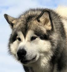 Perbedaan mencolok yang membedakan anjing ini dengan siberian husky adalah ukuran tubuh yang lebih besar dan ekor yang terangkat melebihi garis. Alaskan Malamute Husky Dogs Malamute Puppies Alaskan Malamute