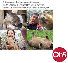 Korkak Memeli Hayvan Memeliler
