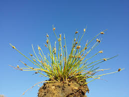 Image result for Isolepis setacea