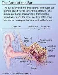 Previous tennitus louder after ear infection. Tinnitus Ringing In The Ears Causes And Definition