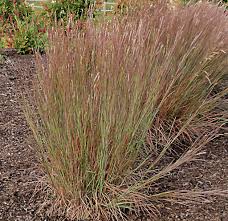 Image result for Schizachyrium brevifolium