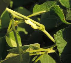 Image result for Rhynchosia viscosa