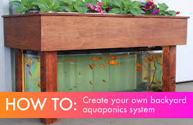 Diy Everything You Need To Know To Build A Simple Backyard Aquaponics System