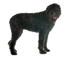 Puppies are whelped and reared in our home where they receive their daily doses of kisses, snuggles, ear massages and early neurological. Bouvier Des Flandres Dog Breed Facts And Information Wag Dog Walking