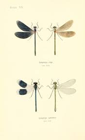 British Dragonflies Biodiversity Heritage Library Iskusstvo Iz Nasekomyh Strekozy Nasekomye