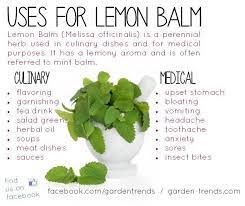 Pin By Kate Grove On Foods Perennial Herbs Herbs Lemon Balm Uses