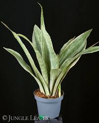 Image result for Sansevieria metallica