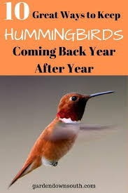 Keep Hummingbirds Coming Back Garden Down South Backyard Birds Sanctuary How To Attract Hummingbirds Humming Bird Feeders