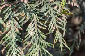 Thuja smaragd schneiden und vermehren. Thuja Wird Braun Ursachen Und Massnahmen Lebensbaum