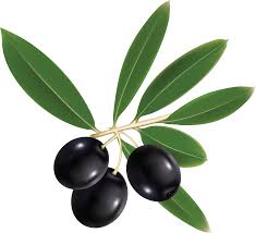 Olives Png Image Olive Coffee Health Bluish