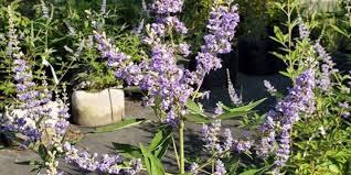 Image result for Vitex patula