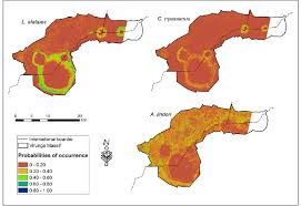 Image result for Afroligusticum