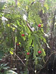Image result for Anisophylleaceae
