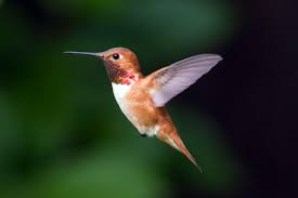 Rufous hummingbirds exist as the most violent species of hummingbirds in colorado. Backyard Hummingbirds Audubon Rockies
