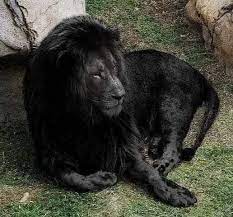 Pin By Vladimir Bas On Koshki Black Lion Unusual Animals Lions