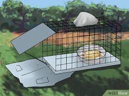 She actually enjoyed being carried around in. How To Trap Cats 14 Steps With Pictures Wikihow