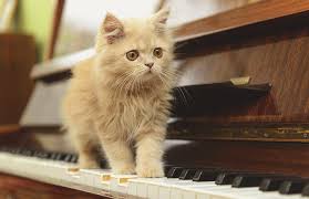 Résultat de recherche d'images pour "images chats et musique"