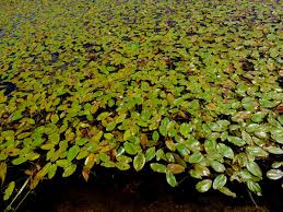 Image result for Potamogetonaceae